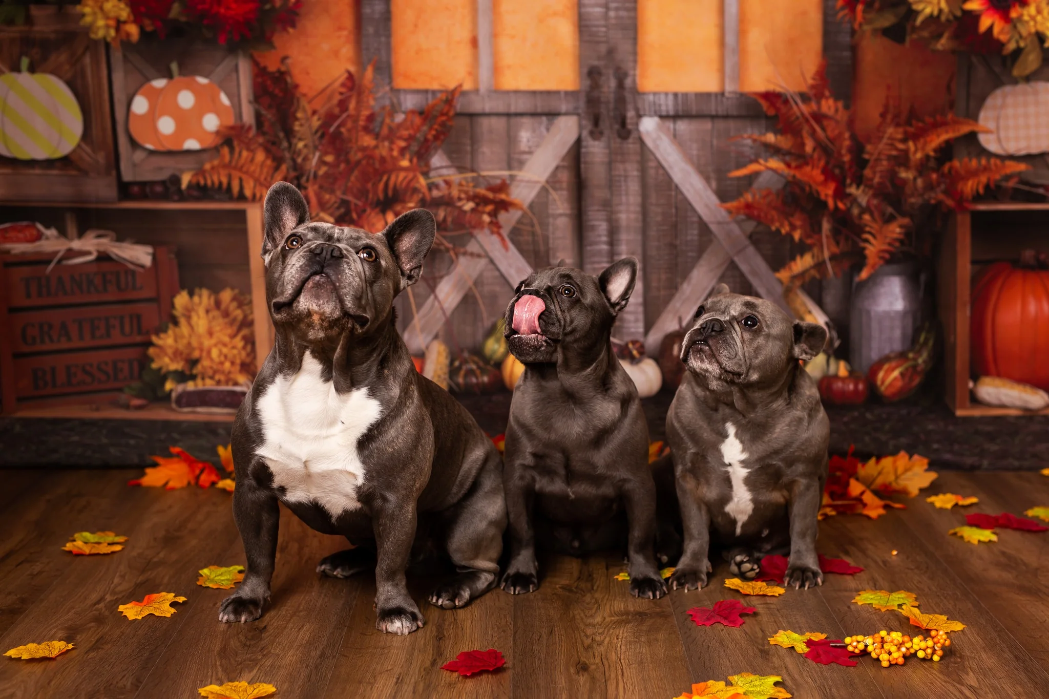 Kate Autumn Harvest Thanksgiving Backdrop - Image 18
