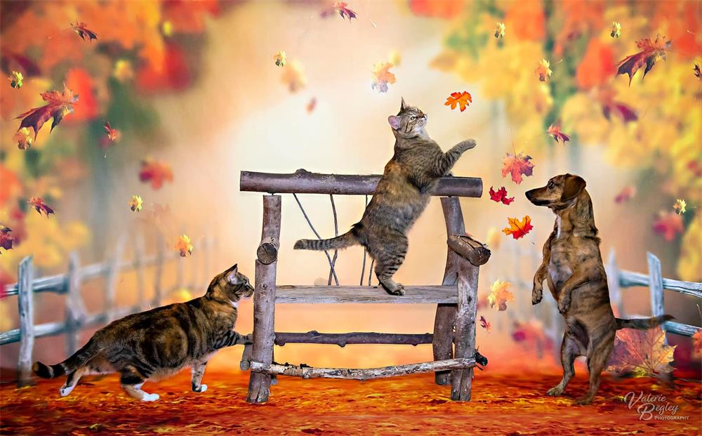 Kate Autumn Forest Leaves Backdrop Designed by Chrissie Green - Image 4