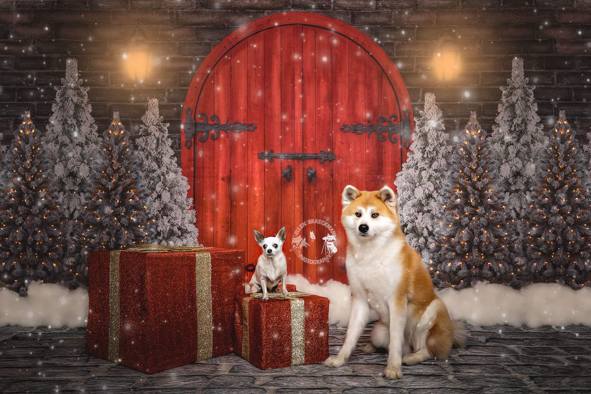 Kate Christmas Red Door Backdrop Designed By JS Photography - Image 4