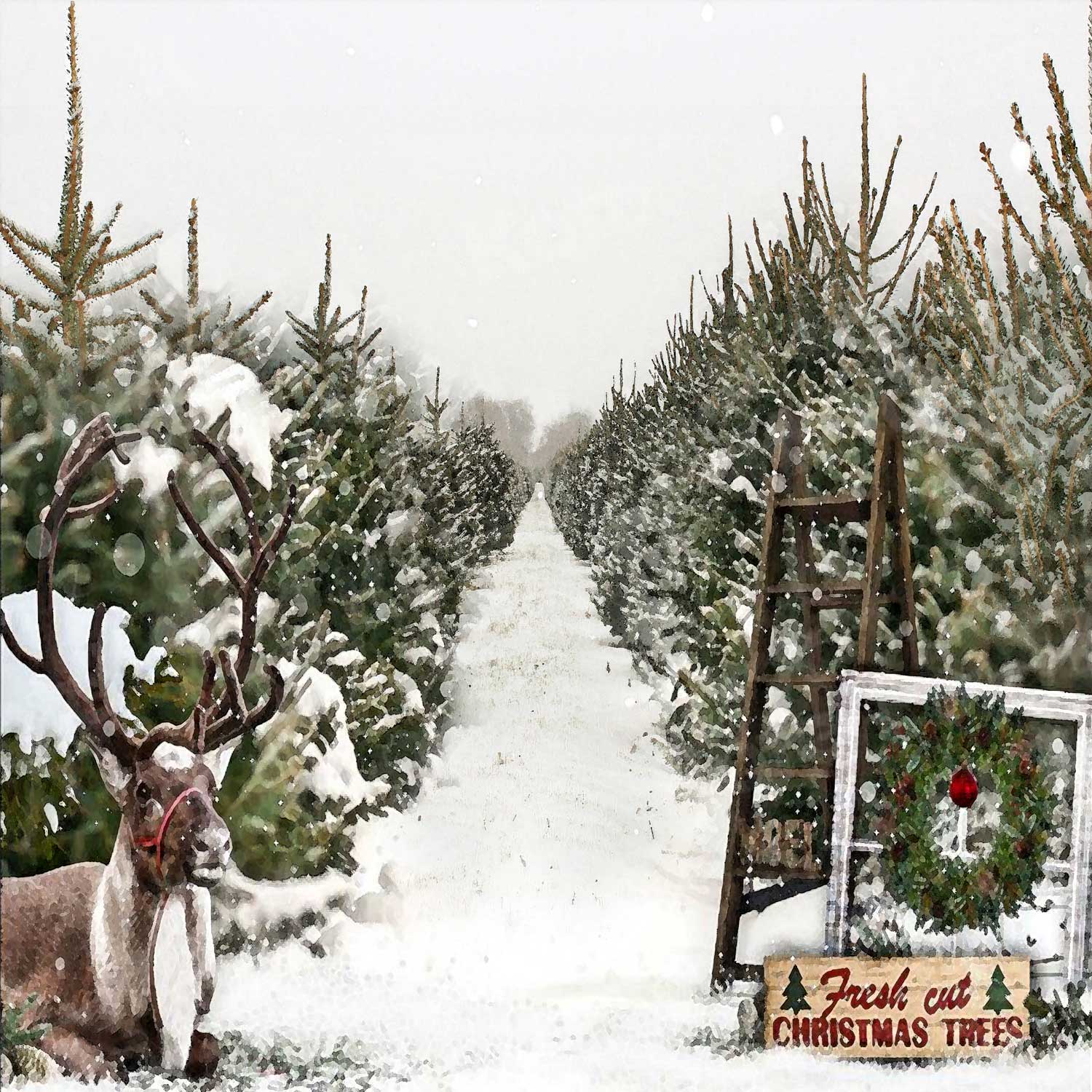 Kate Christmas Trees Sale Backdrop for Photography - Image 3