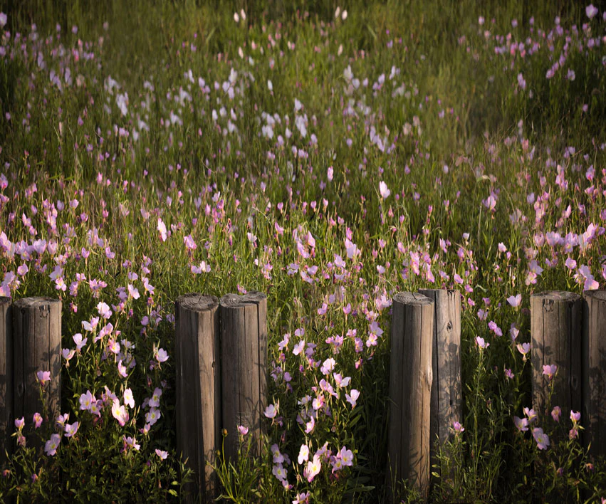 Kate Spring Flowers Lawn Backdrop Designed by Jia Chan Photography - Image 2