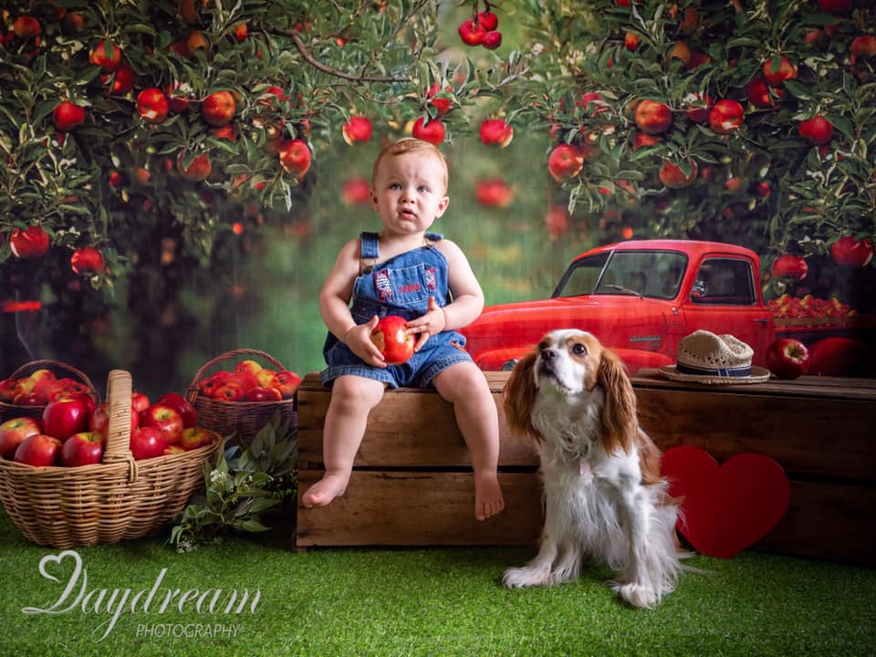 Kate Apple Orchard Red Truck Backdrop Designed by Rosabell Photography - Image 3