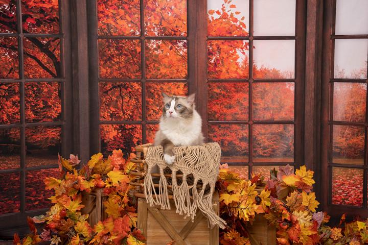 Kate Autumn Fallen Leaves Backdrop Window for Photography - Image 6