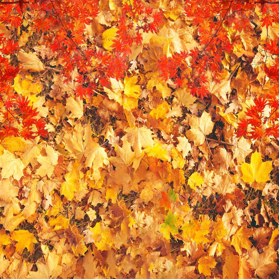 Kate Autumn Falling Maple Leaves Backdrop for photogrpahy - Image 2