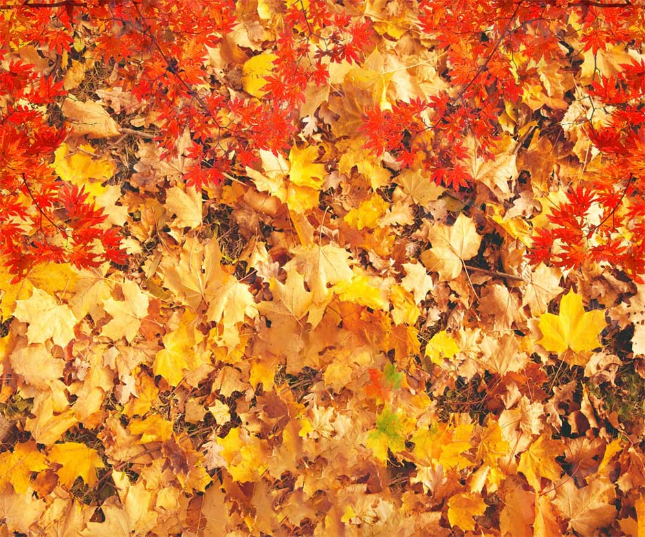 Kate Autumn Falling Maple Leaves Backdrop for photogrpahy - Image 3