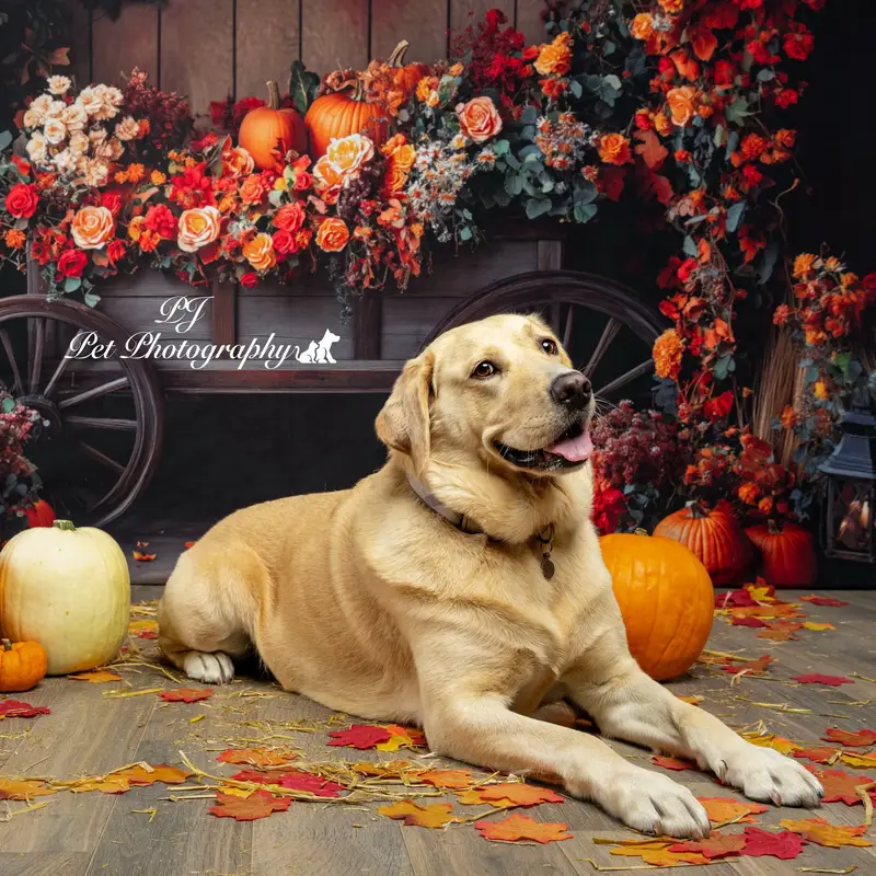 Kate Autumn Flower Arch Pumpkin Backdrop Designed by Patty Robert - Image 2