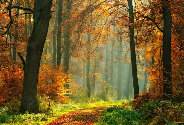 Kate Autumn Forest With Maple And Green Grass for Photography - Image 2