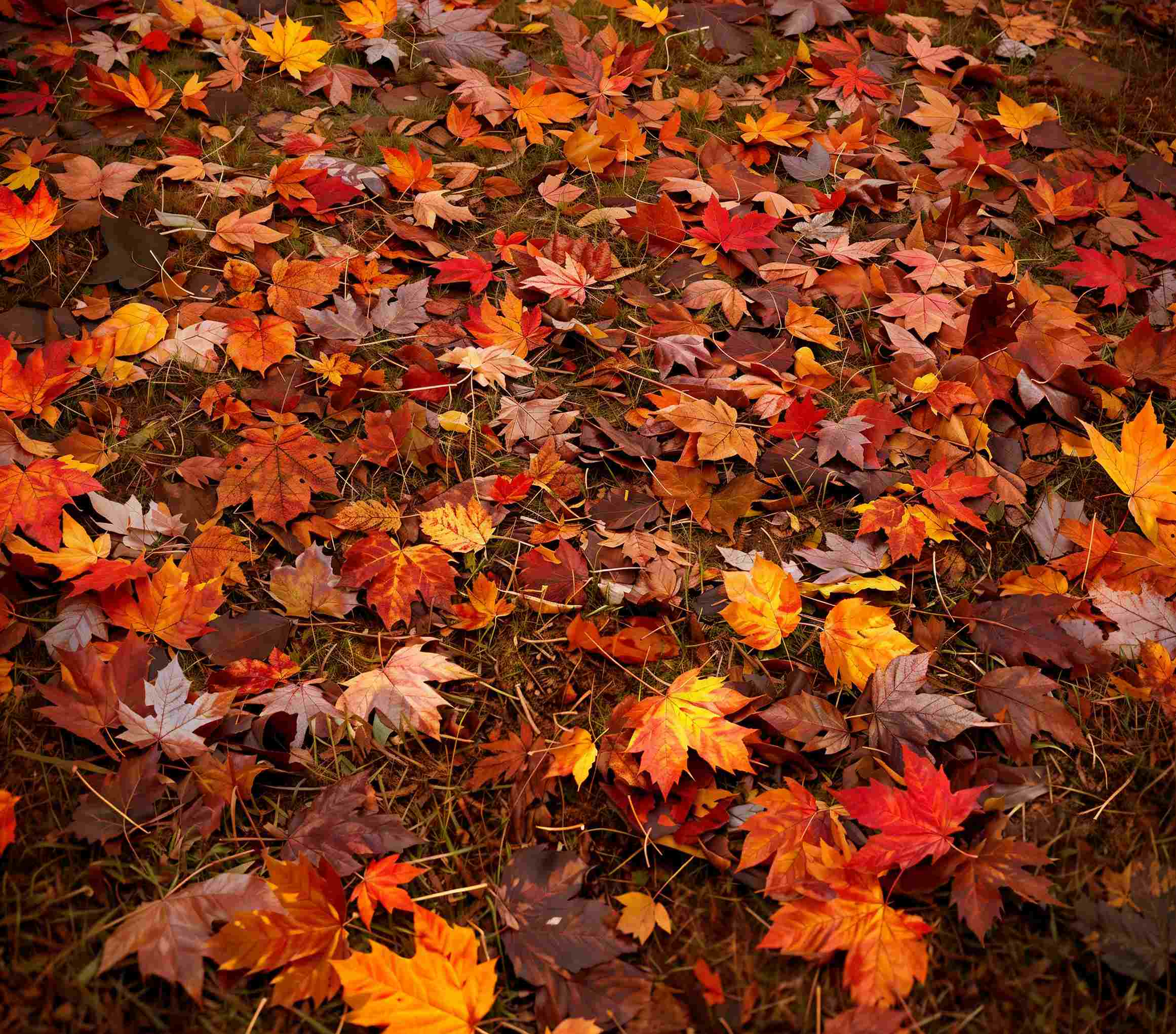 Kate Autumn Maple Leaves Vinyl Floor Backdrop - Image 2