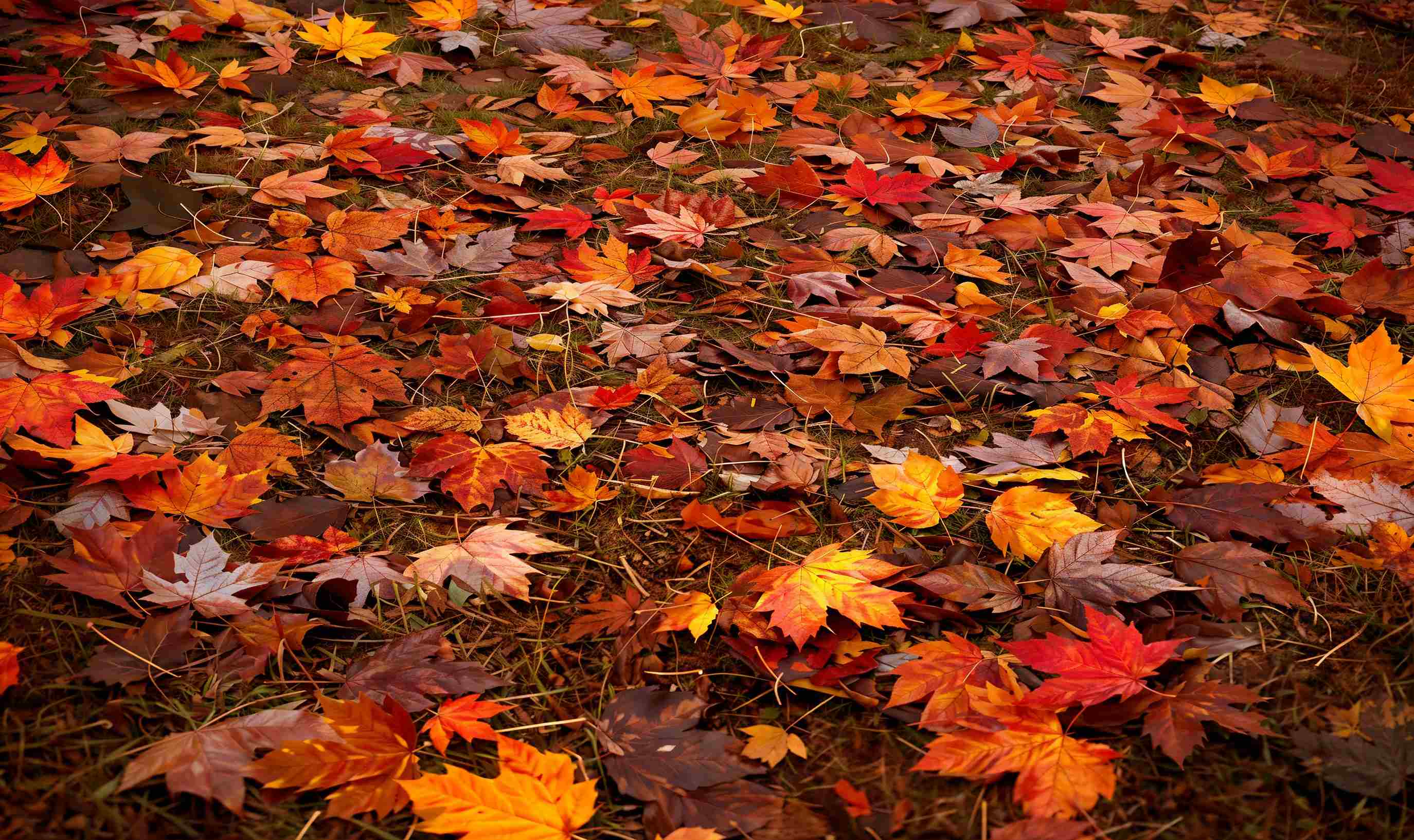 Kate Autumn Maple Leaves Vinyl Floor Backdrop - Image 3