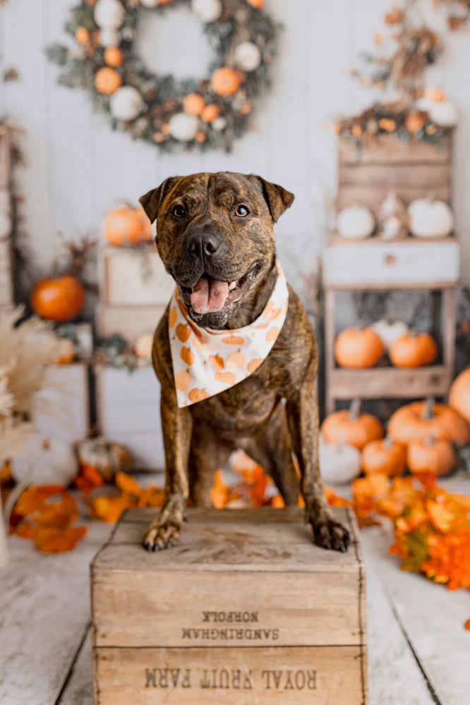 Kate Autumn Pumpkins Wreath White Wall Backdrop Designed by Emetselch - Image 4