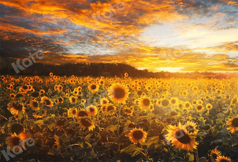 Kate Autumn/Summer Sunflower Field Sunset Backdrop by Chain Photography - Image 2