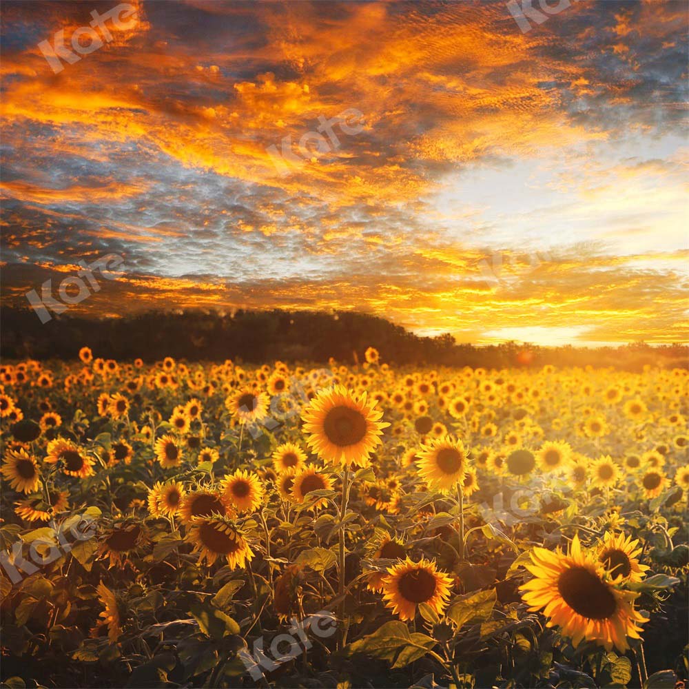 Kate Autumn/Summer Sunflower Field Sunset Backdrop by Chain Photography - Image 7