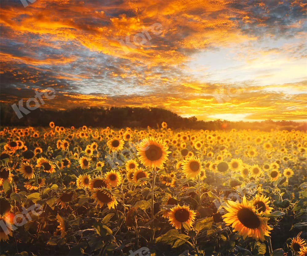 Kate Autumn/Summer Sunflower Field Sunset Backdrop by Chain Photography - Image 8