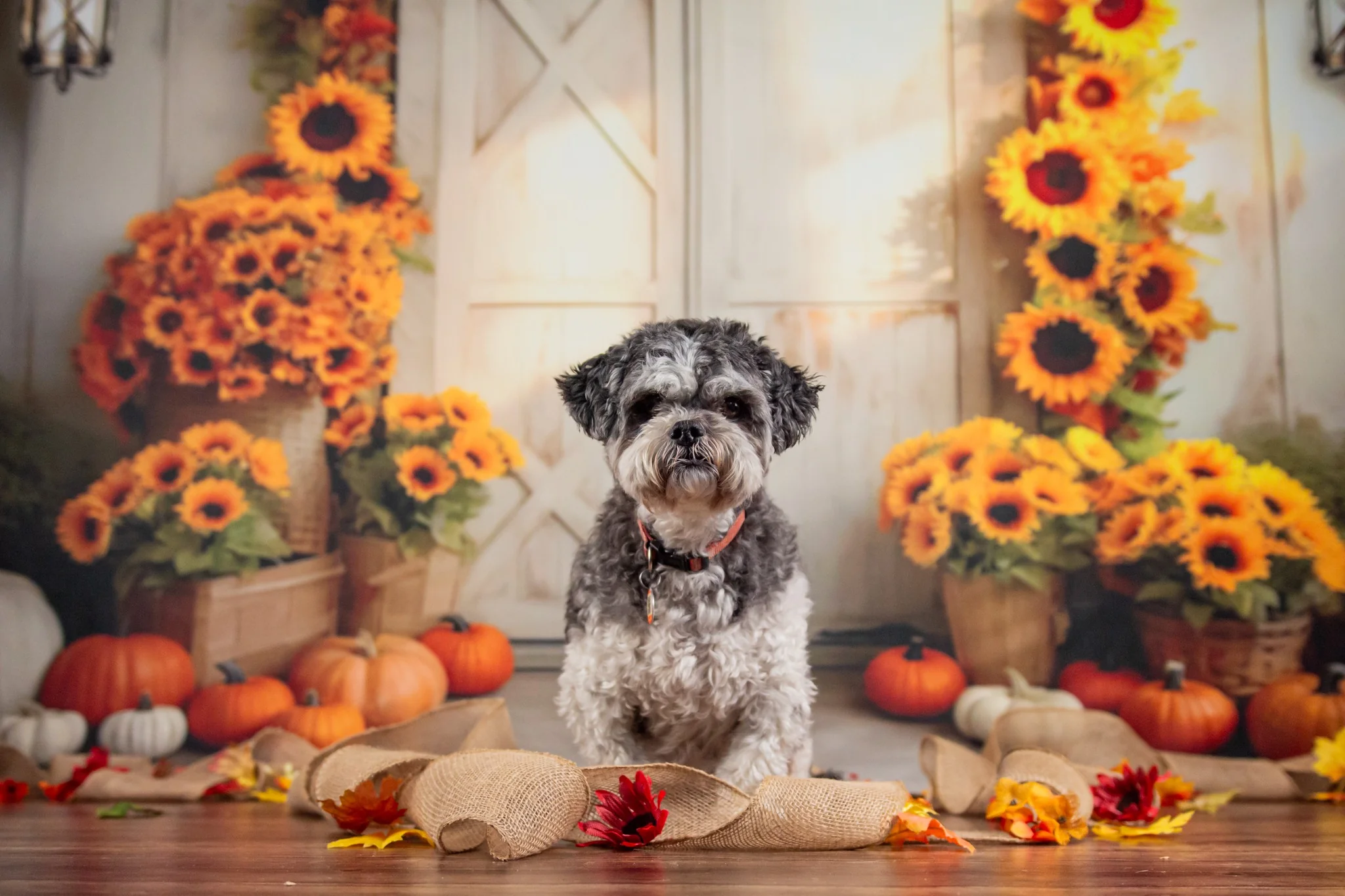Kate Autumn Sunflower Pumpkin Barn Door Backdrop Designed by Chain Photography - Image 6