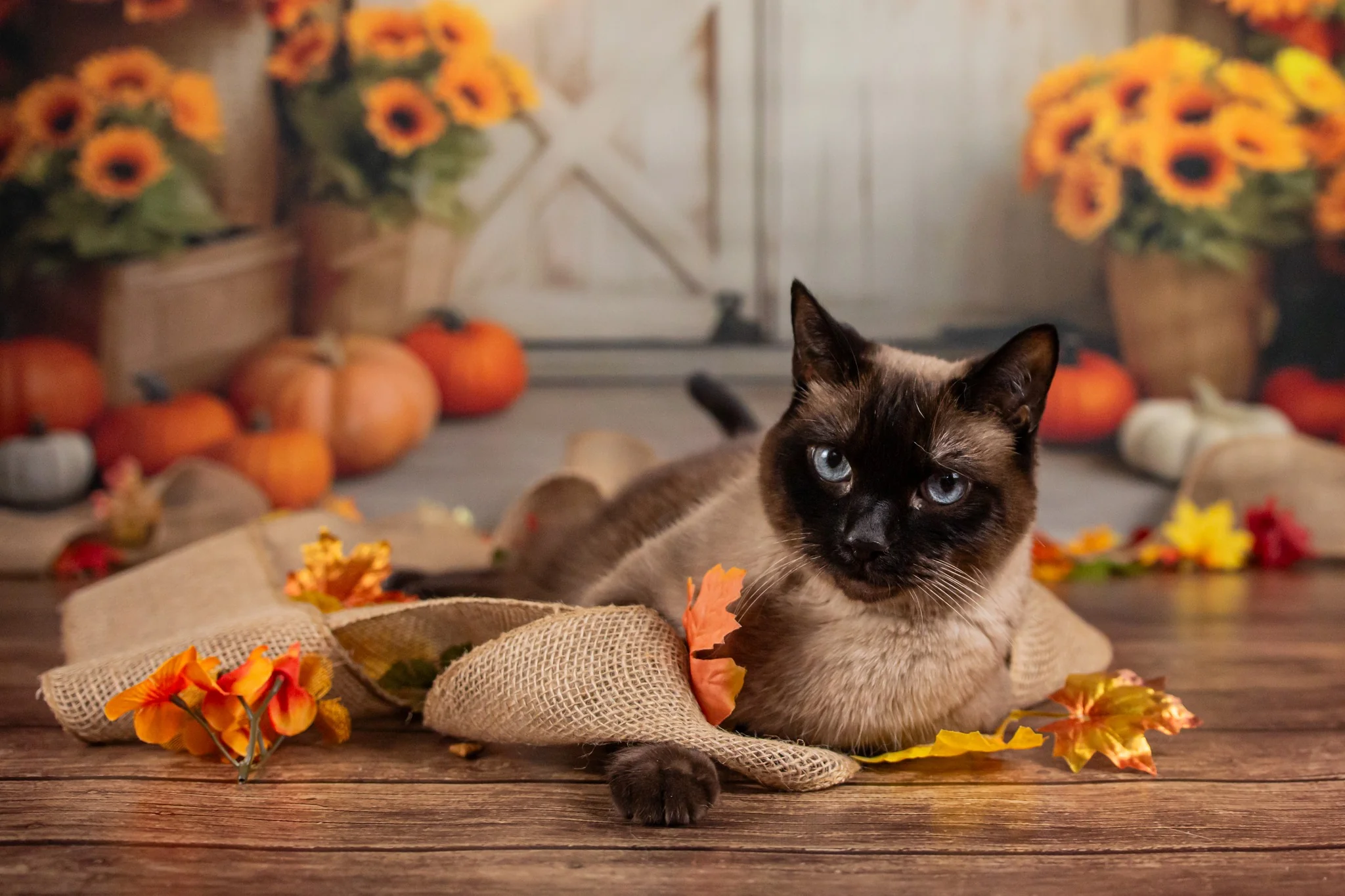 Kate Autumn Sunflower Pumpkin Barn Door Backdrop Designed by Chain Photography - Image 7