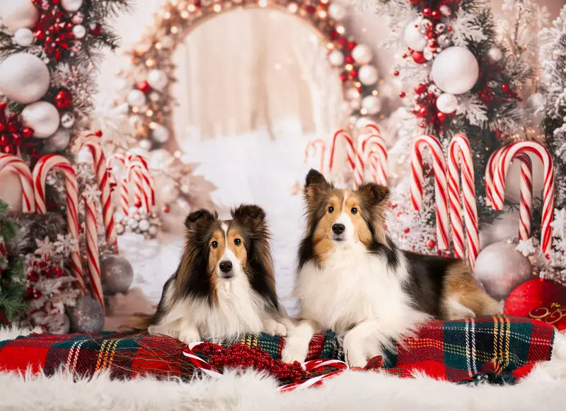 Kate Christmas Candy Cane Arch Snow Backdrop Designed by Emetselch - Image 5