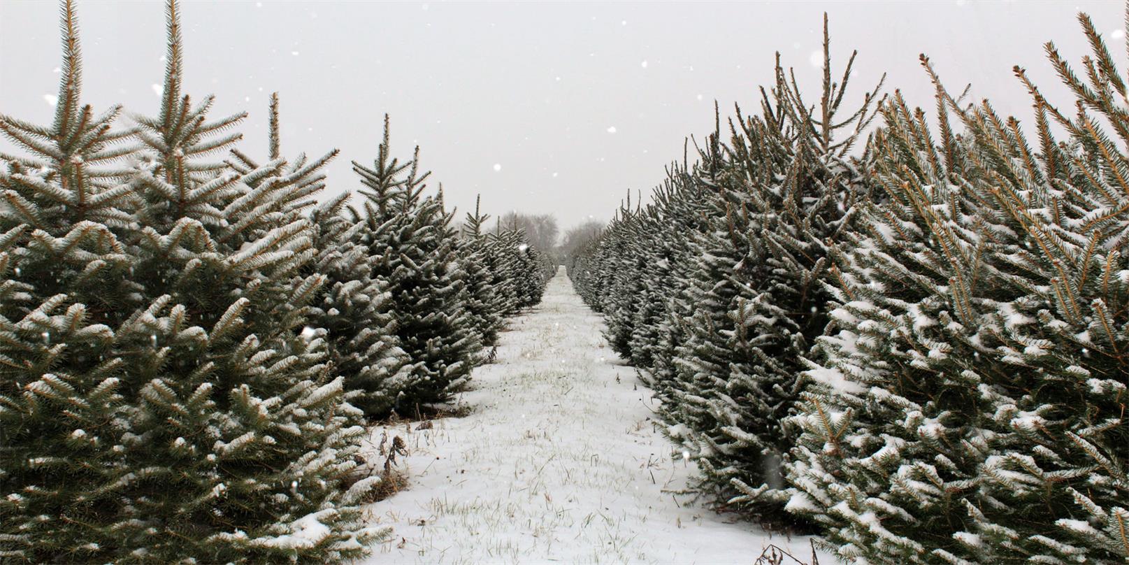 Kate Christmas Pines Tree Farm Path Backdrop for Photography - Image 10