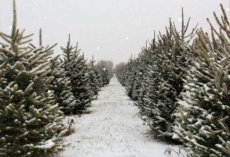 Kate Christmas Pines Tree Farm Path Backdrop for Photography - Image 2