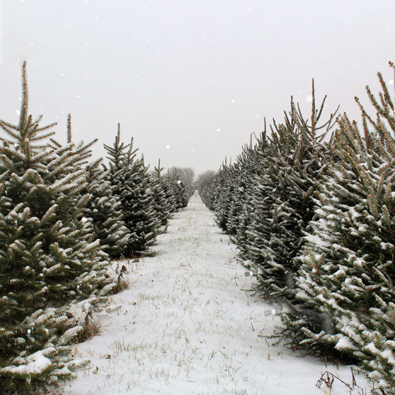 Kate Christmas Pines Tree Farm Path Backdrop for Photography - Image 8