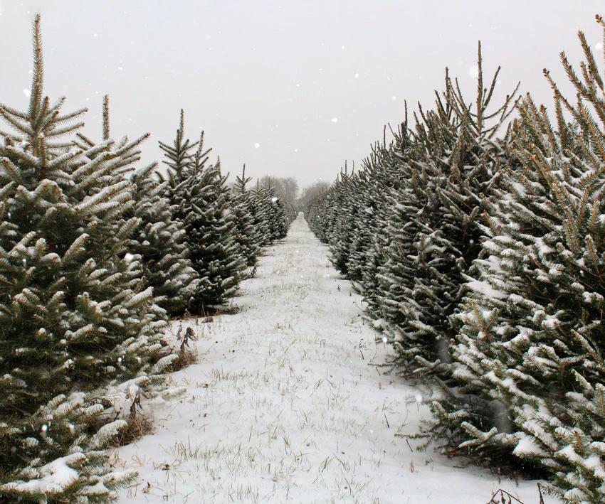 Kate Christmas Pines Tree Farm Path Backdrop for Photography - Image 9
