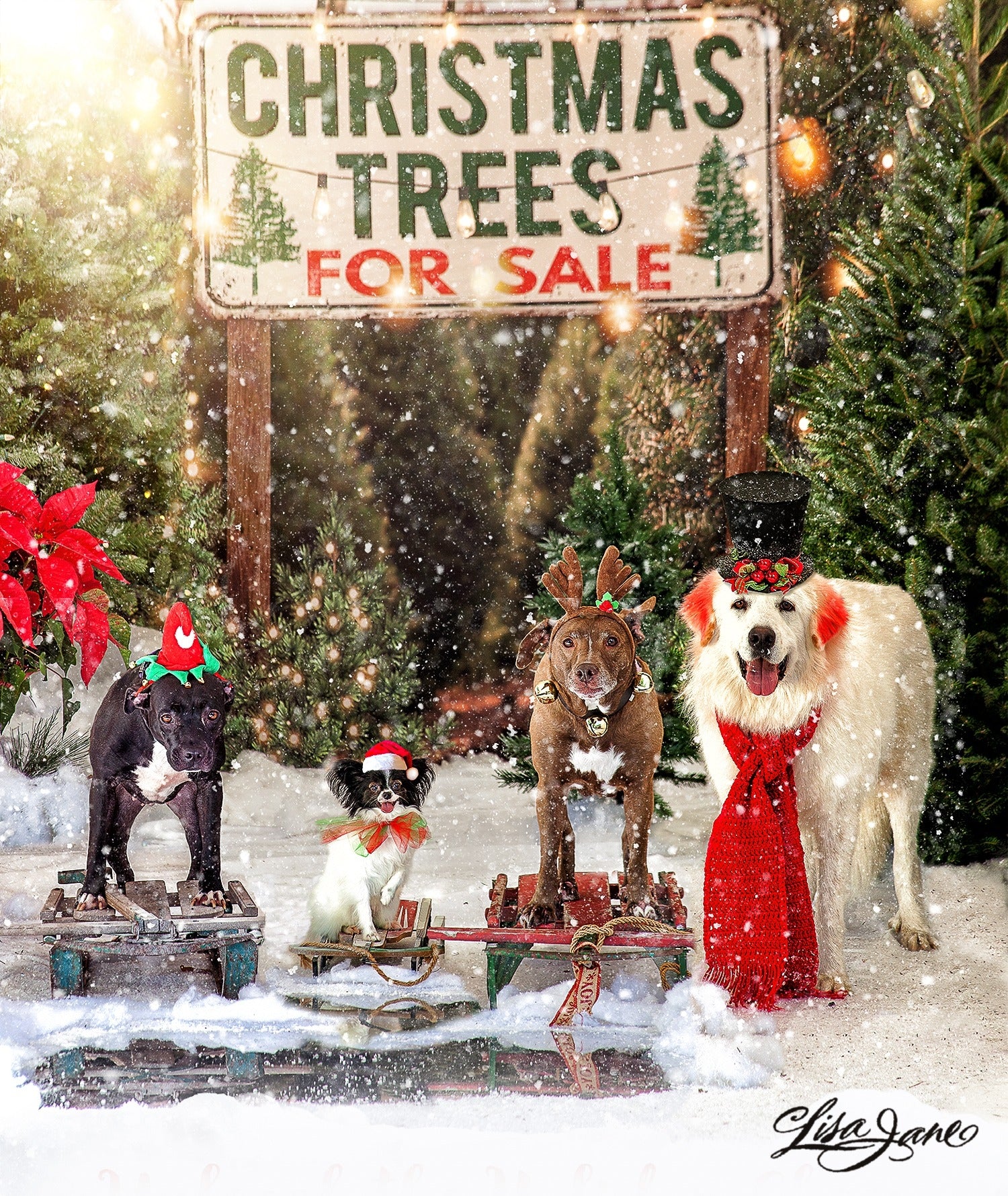 Kate Christmas Trees Backdrop for Photography Designed By JS Photography - Image 8