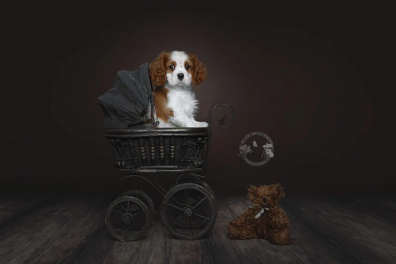 Kate Cocoa Brown Seamless Paper Backdrop for Photography - Image 12