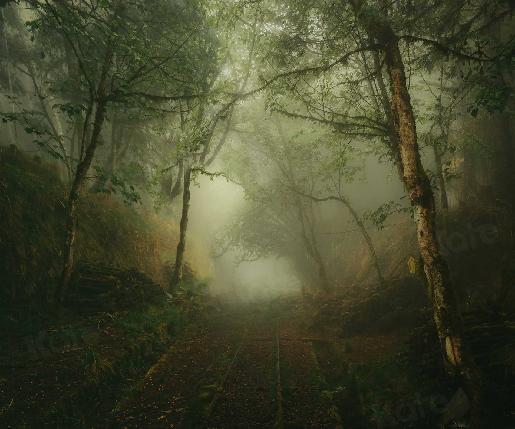 Kate Foggy Forest Summer Backdrop for Photography - Image 3