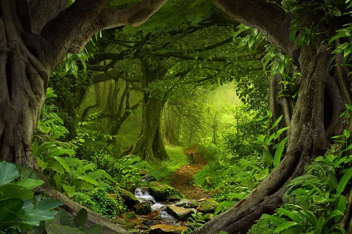 Kate Forest With Green Trees And Creek Spring for photography - Image 2