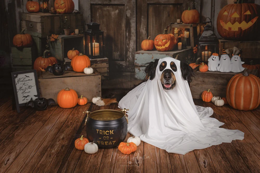 Kate Halloween Pumpkin Door Backdrop Designed by Chain Photography - Image 3