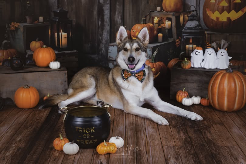 Kate Halloween Pumpkin Door Backdrop Designed by Chain Photography - Image 4