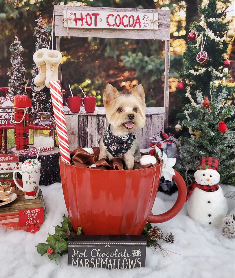 Kate Hot Cocoa Stand Backdrop Designed by Mandy Ringe Photography - Image 4