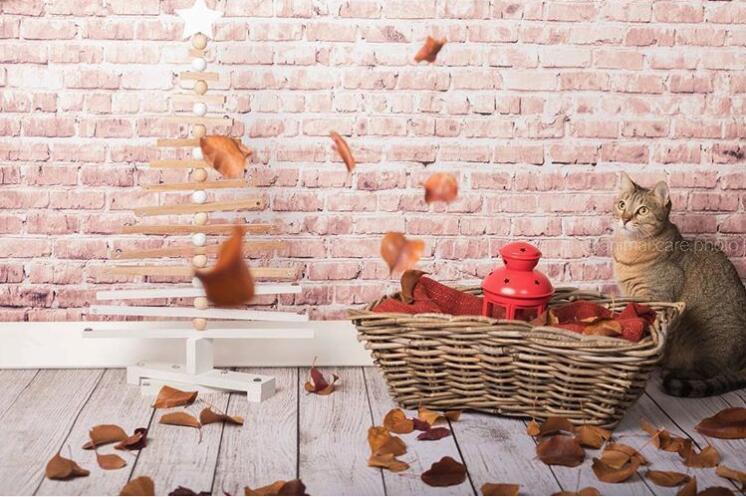 Kate Khaki brick backdrop photography with wood floor - Image 3
