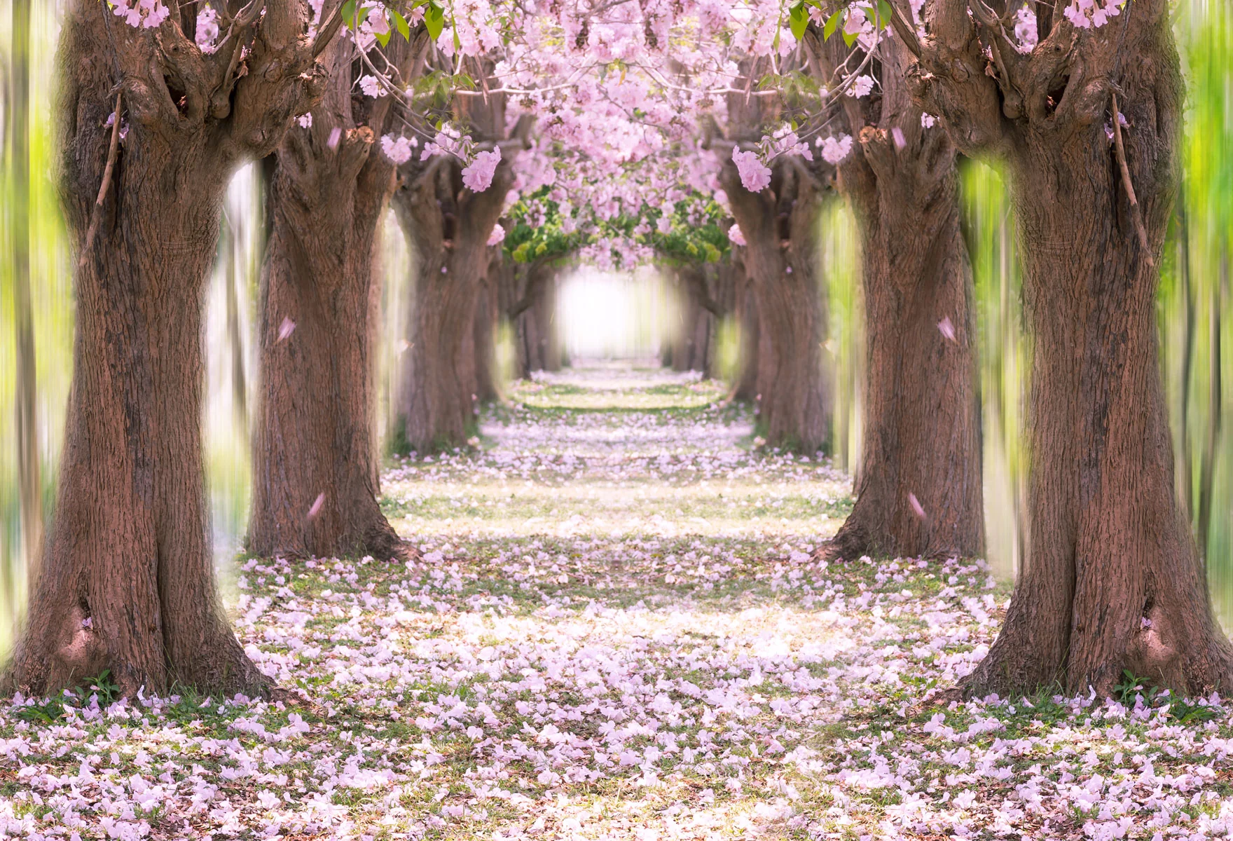 Kate Path Pink Cherry blossoms Backdrop for Photography