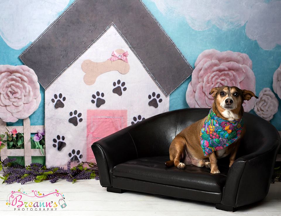 Kate Pet Park Railing Spring Children Backdrop for Photography Designed by Erin Larkins - Image 5