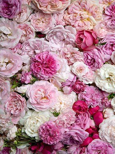 Kate Red And Pink Flower Colored Floral Valentine's Day Backdrop - Image 2