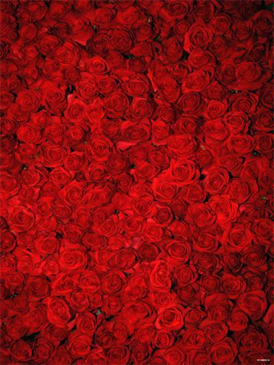 Kate Red Roses Flower Photography Wedding Backgrounds - Image 2