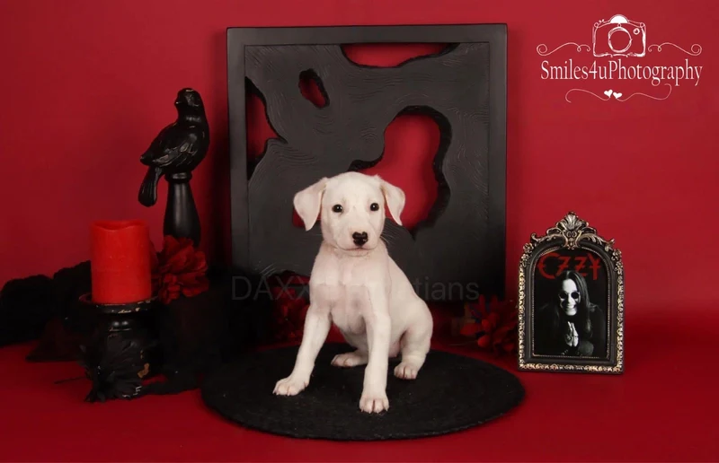 Kate Scarlet Red Seamless Paper Backdrop for Photography - Image 8