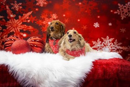 Kate Red Snowflake Winter Backdrop Christmas Backdrops for Kids - Image 3