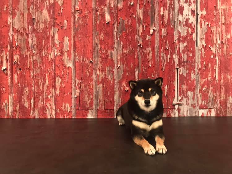 Kate Rustic Red Barn Wood Backdrop for Photography Designed By Mandy Ringe Photography - Image 3