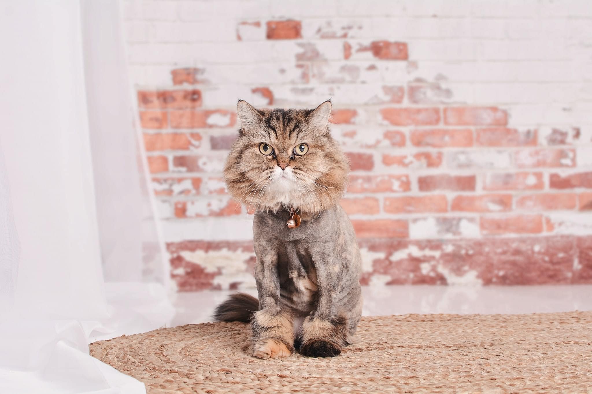 Kate Shabby White and Red Brick Backdrop Designed By Mandy Ringe Photography - Image 4