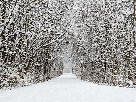 Kate Snow Winter Forest  Christmas Backdrop for Kids - Image 2