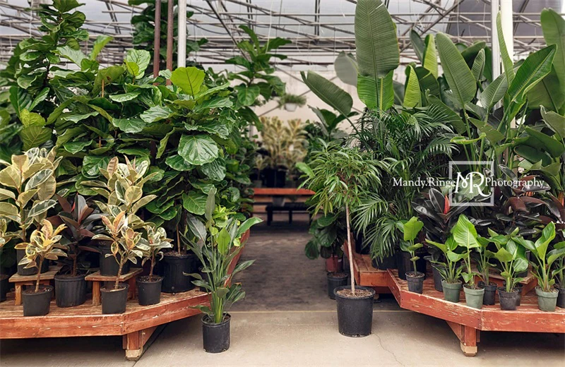 Kate Spring Tropical Greenhouse Interior Backdrop Designed by Mandy Ringe Photography - Image 7