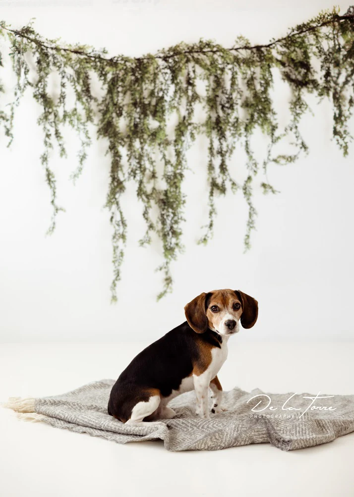 Kate Spring Vine White Wall Backdrop Designed by Mandy Ringe Photography - Image 3