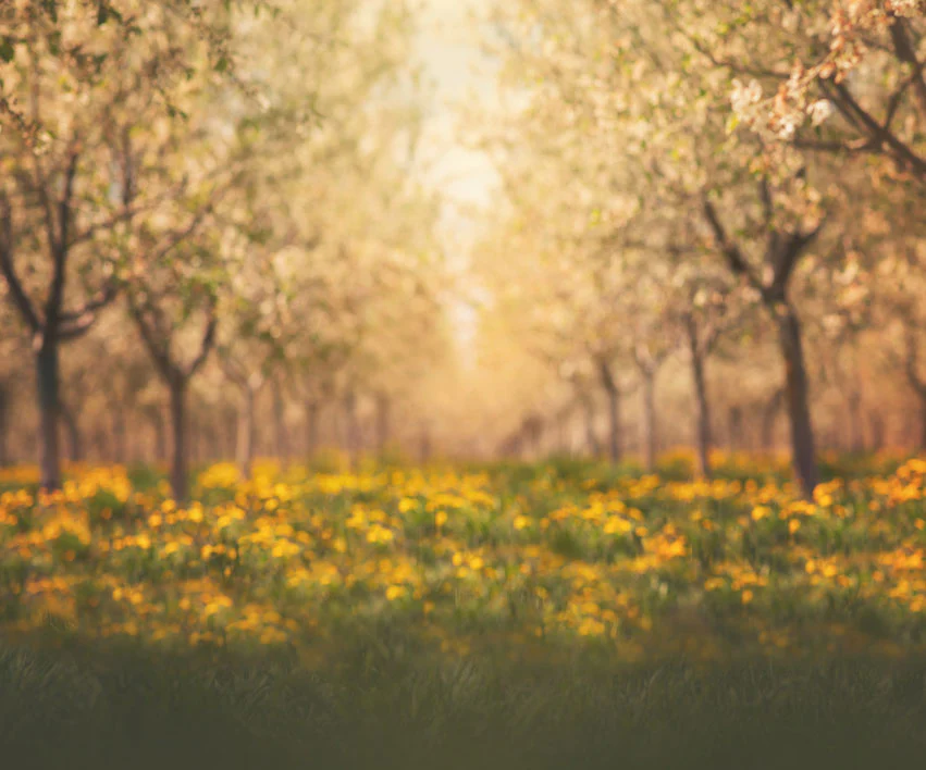 Kate Springtime Orchard in Yellow Backdrop for Photography Designed by Lisa Granden - Image 5