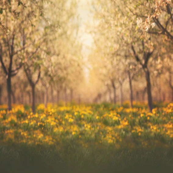 Kate Springtime Orchard in Yellow Backdrop for Photography Designed by Lisa Granden - Image 6