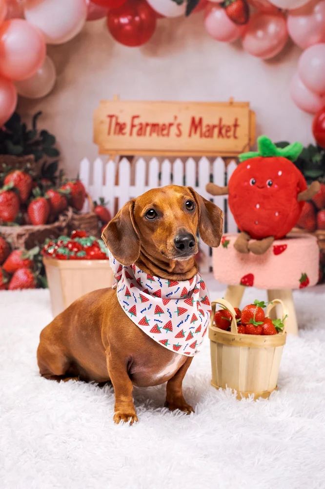 Kate Strawberry Farm Market Balloons Backdrop Designed by Emetselch - Image 7