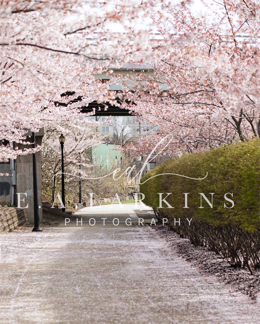 Kate Summer Cherry Blossom Archway Backdrop Designed by Erin Larkins - Image 3
