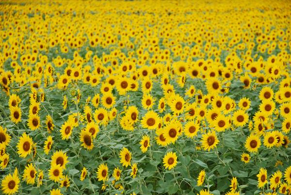 Kate Sunflower Field Backdrop for Summer Photography - Image 2