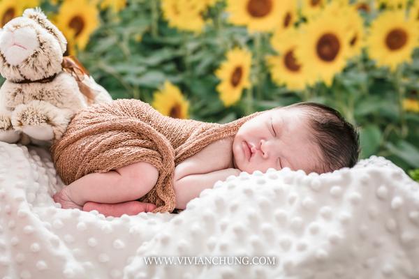 Kate Sunflower Field Backdrop for Summer Photography - Image 3