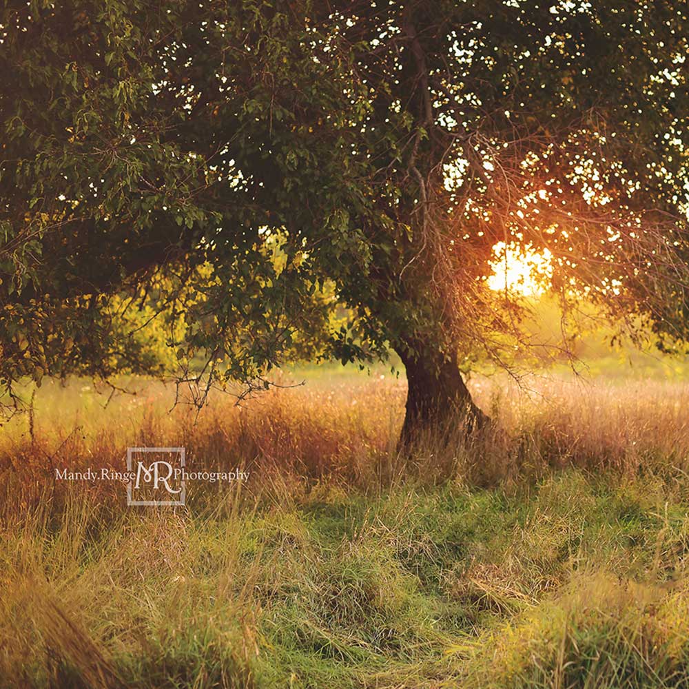 Kate Tree at Sunset Backdrop Designed by Mandy Ringe Photography - Image 2